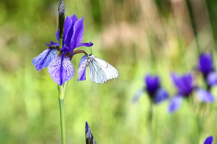 iris e farfalle